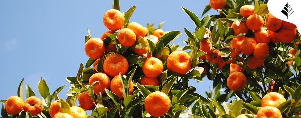 Profumo al Mandarino